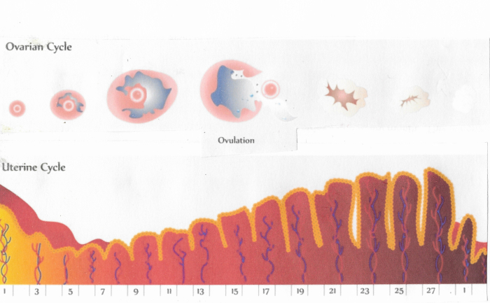 Menstrual cycle